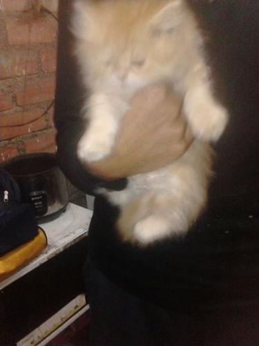 vendo gatitos persa de 2 meses de edad despar - Imagen 1