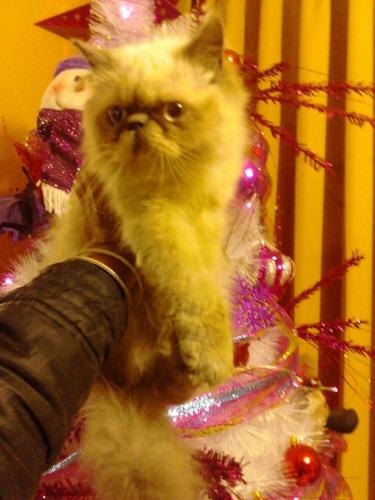gatos persas hembras precio ocacion no revend - Imagen 1
