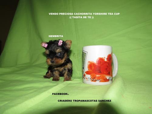 vendo preciosa cachorrita yorshire te cup( - Imagen 3