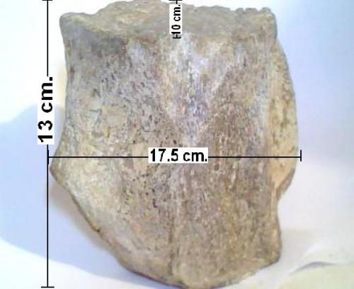 Vendo una vértebra fosilizada de ms de 02  - Imagen 1