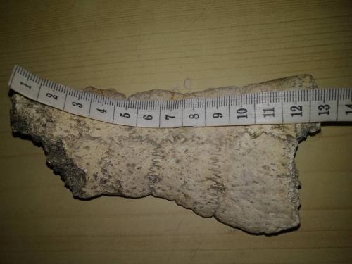 encontré restos fósiles de tortuga proganoc - Imagen 1