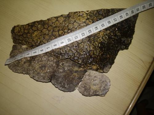 encontré restos fósiles de tortuga proganoc - Imagen 2