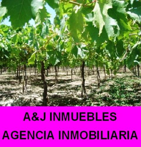 A&J INMUEBLES vende terreno agrícola ubica - Imagen 1