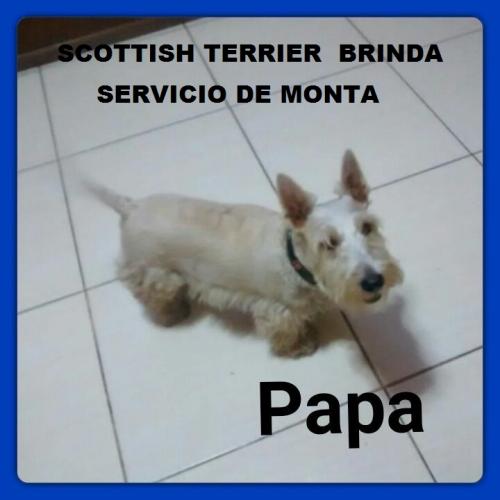 Scottish Terrier Brinda Servicio De Monta /// - Imagen 1