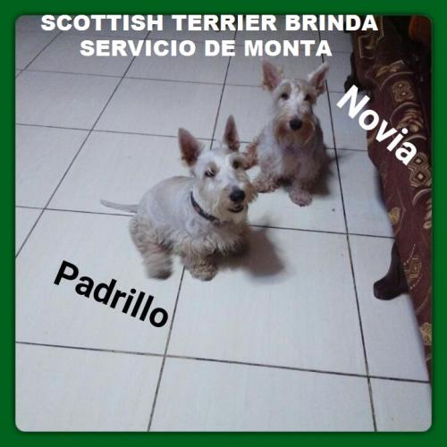 Scottish Terrier Brinda Servicio De Monta /// - Imagen 2