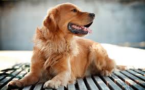 toffy en LIMA hermoso perro mascota raza go - Imagen 1