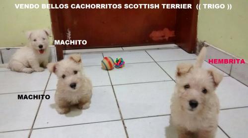 vendo lindos cachorritos scottish terrier   3 - Imagen 1