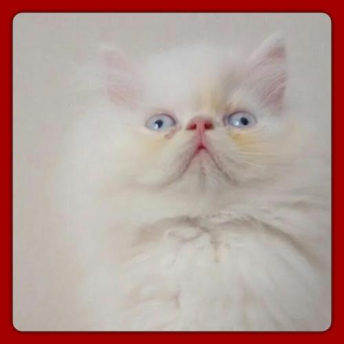 vendo expectacular gatito persa extremo  mach - Imagen 1