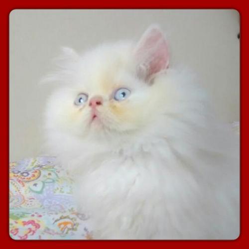 vendo expectacular gatito persa extremo  mach - Imagen 2