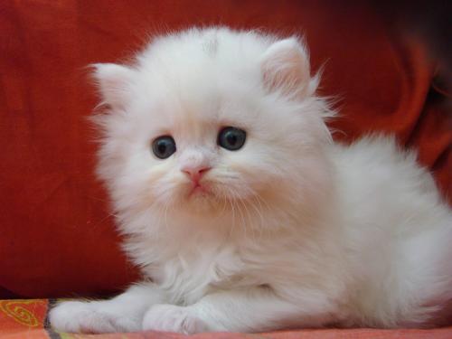 gatitos persa blancos y marron doll face  bel - Imagen 1