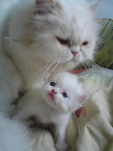 gatitos persa blancos y marron doll face  bel - Imagen 2