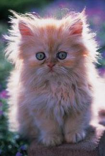 gatitos persa blancos y marron doll face  bel - Imagen 3