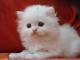 gatitos-persa-blancos-y-marron-doll-face