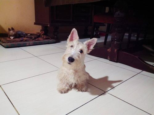 vendo lindo cachorrito scottish terrier   mac - Imagen 1