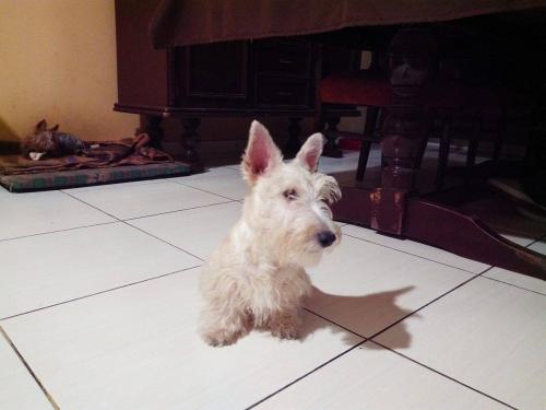 vendo lindo cachorrito scottish terrier   mac - Imagen 2