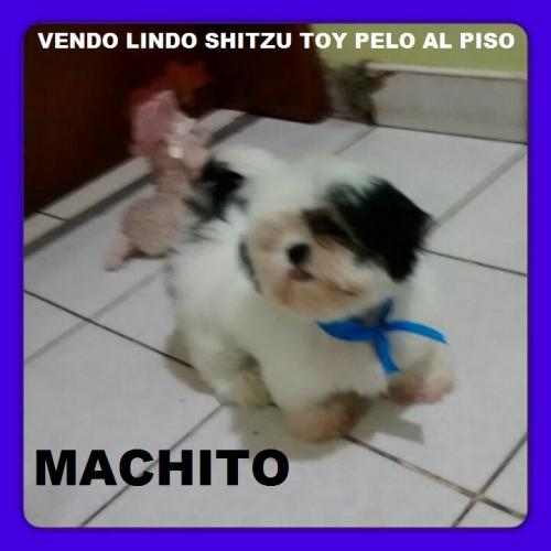 vendo bello cachorrito shitzu toy pelo al pis - Imagen 2