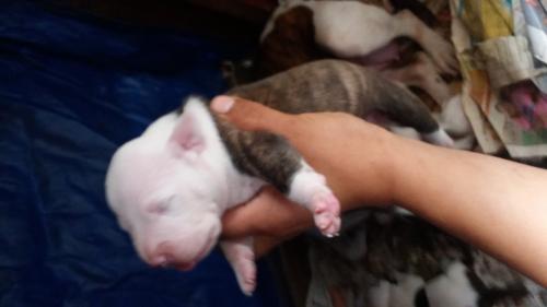pitbull nose cachorros de 7 dias de nacido al - Imagen 1