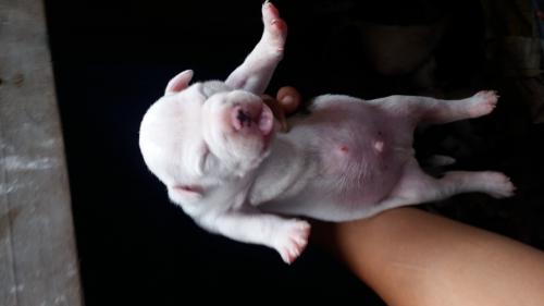 pitbull nose cachorros de 7 dias de nacido al - Imagen 2
