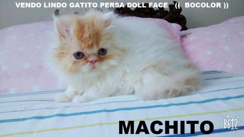 vendo bellos gatitos persas doll face   machi - Imagen 2