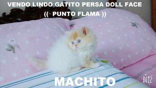 vendo bellos gatitos persas doll face   machi - Imagen 3