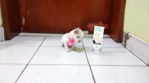vendo linda cachorrita chihuahua tea cup cabe - Imagen 2