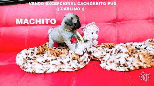 Vendo Bello  Cachorrito Pug (( Carlino )) - Imagen 1