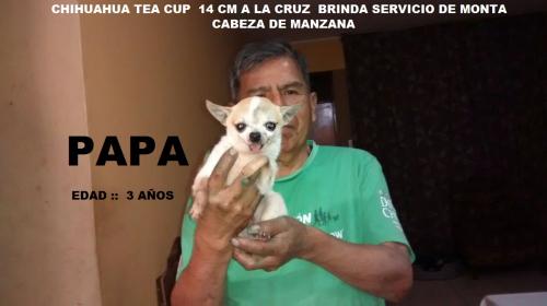 vendo lindo cachorrito  chihuahua tea cup cab - Imagen 2