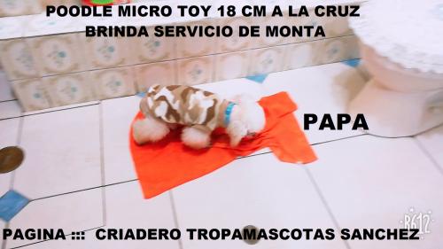 poodle micro toy  18 cm a la cruz  brinda ser - Imagen 2