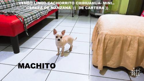 vendo lindo cachorrito chihuahua miniatura ca - Imagen 1