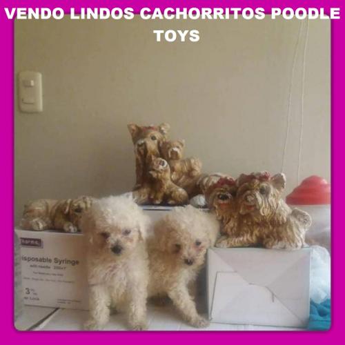 Vendo Bella Poodle toy (( Línea Argenti - Imagen 1