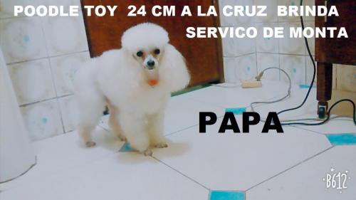 Vendo Bella Poodle toy (( Línea Argenti - Imagen 2