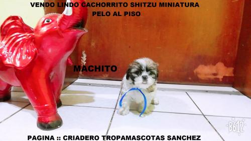 vendo lindos cachorritos shitzu miniaturas pe - Imagen 2