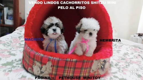 vendo lindos cachorritos shitzu miniaturas pe - Imagen 1
