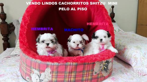 vendo lindos cachorritos shitzu miniaturas pe - Imagen 1