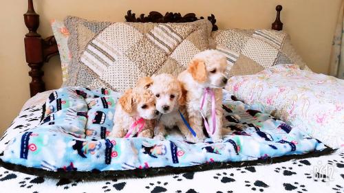 vendo lindos cachorritos poodles toys  machit - Imagen 2