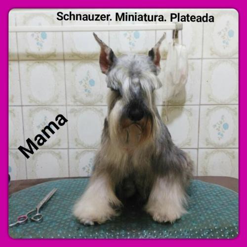 vendo lindos schnauzer miniaturas  machito (  - Imagen 3