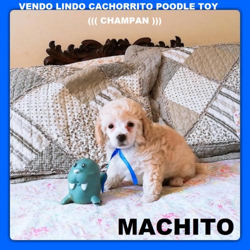 vendo lindos cachorritos poodles toys  machit - Imagen 3