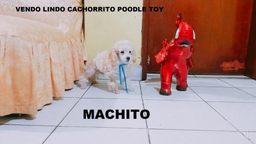 vendo lindo cachorrito poodle toy ((( linea a - Imagen 1