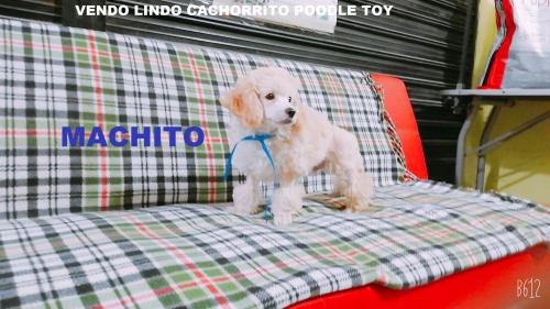 vendo lindo cachorrito poodle toy ((( linea a - Imagen 2