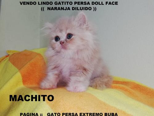 vendo lindo gatito persa doll face   machito  - Imagen 2