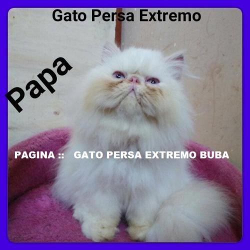 vendo lindo gatito persa doll face   machito  - Imagen 3