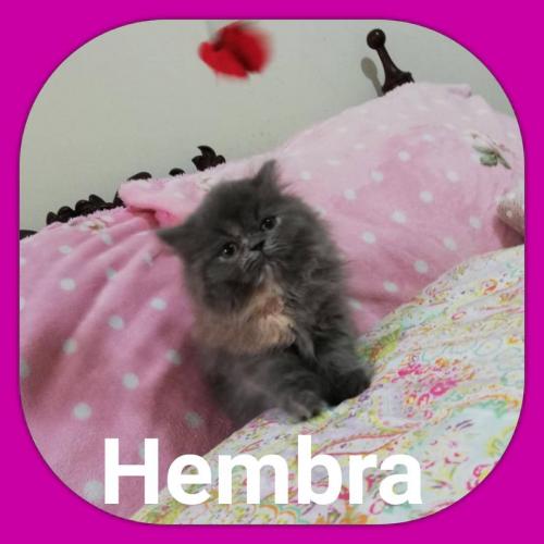 vendo lindo gatita persa doll face  hembrita  - Imagen 1