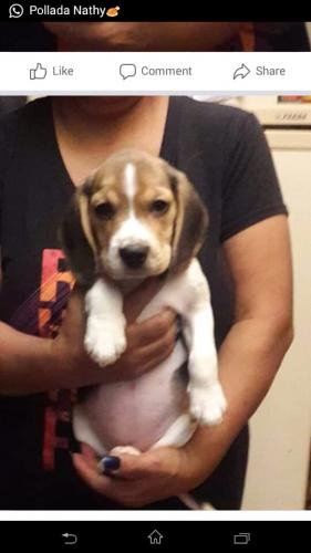 Beagle hermosos cachorros vacunados y despara - Imagen 1
