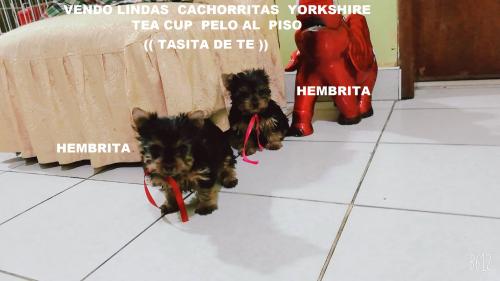 vendo lindas cachorritas yorkshire tea cup pe - Imagen 1