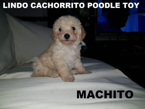 Vendo precioso cachorrito poodle toy   machit - Imagen 1