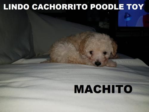 Vendo precioso cachorrito poodle toy   machit - Imagen 2