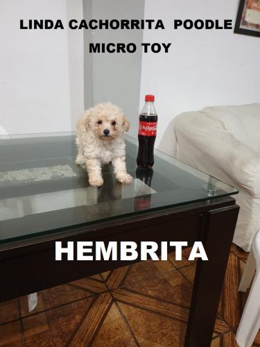 Vendo Preciosa cachorrita poodle Miniatura  - Imagen 1