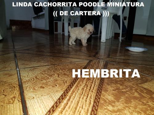 Vendo Preciosa cachorrita poodle Miniatura  - Imagen 2