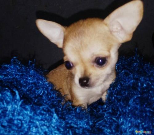 Chihuahua cabeza de manzana  disponibles vacu - Imagen 1