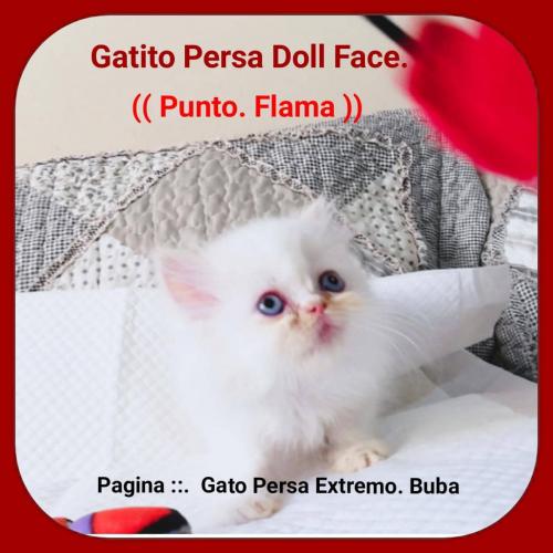 vendo lindos gatitos persas doll face   machi - Imagen 1